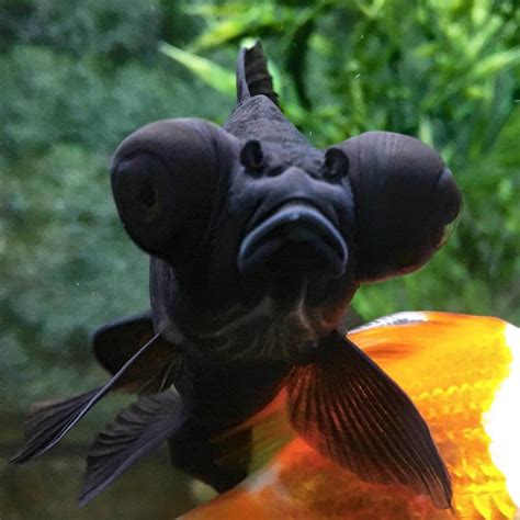 Black Telescope Goldfish