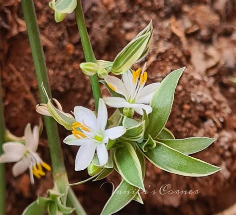 Spider Plant How To Care For Spider Plant Vanitas Corner