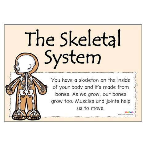 Make Learning About The Skeletal System Fun And Engaging With This