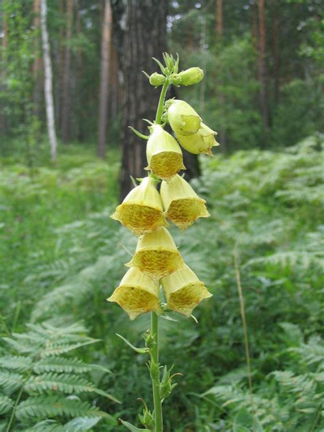 Yellow foxglove - info, planting, care and tips - live-native.com