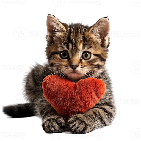 Cute Sad Kitten With A Heart Pillow On Isolated Transparent Background