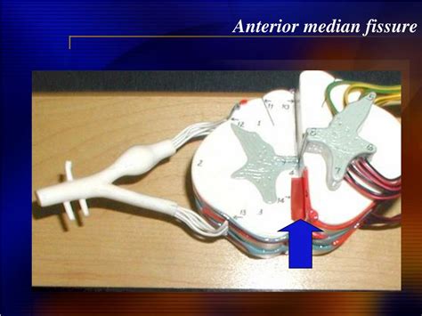 Ppt Lab Ex 27 Spinal Cord Powerpoint Presentation Free Download