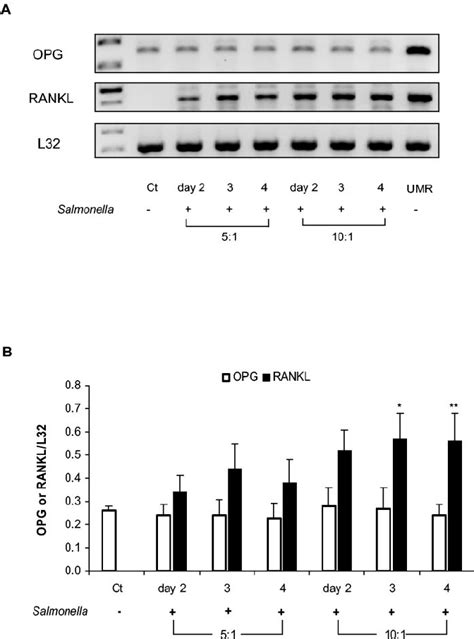 Rt Pcr Analysis Of Opg And Rankl Mrna Expression In Synovial Download Scientific Diagram