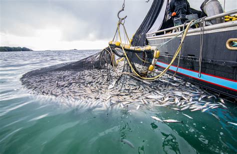 Eat Next Generation Fish To Help Save The Ocean Stone Pier Press