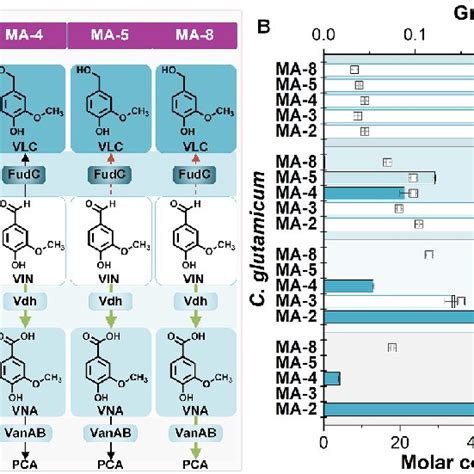 Metabolic Engineering Of Vanillin Metabolism In C Glutamicum MA 2