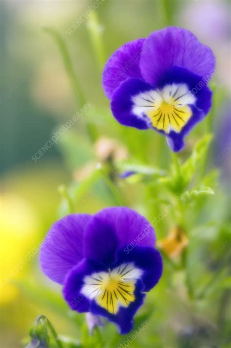 Pansies Viola X Wittrockiana Stock Image B8420925 Science