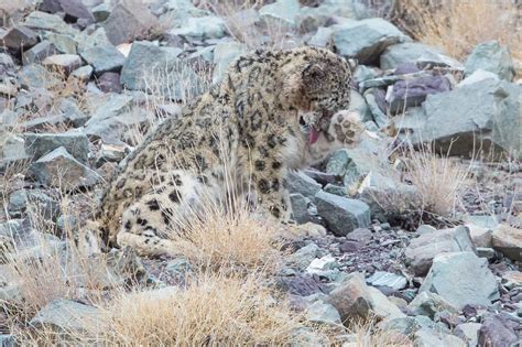 Can You Spot The Snow Leopard Amazing Photographs Show The Elusive