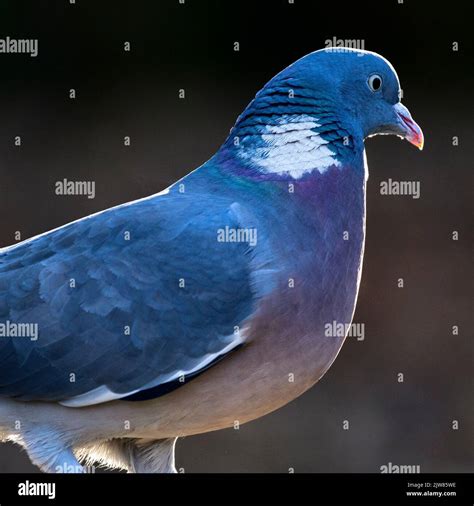 Wood Pigeon With A Lovely Rim Light Around His Body Stock Photo Alamy