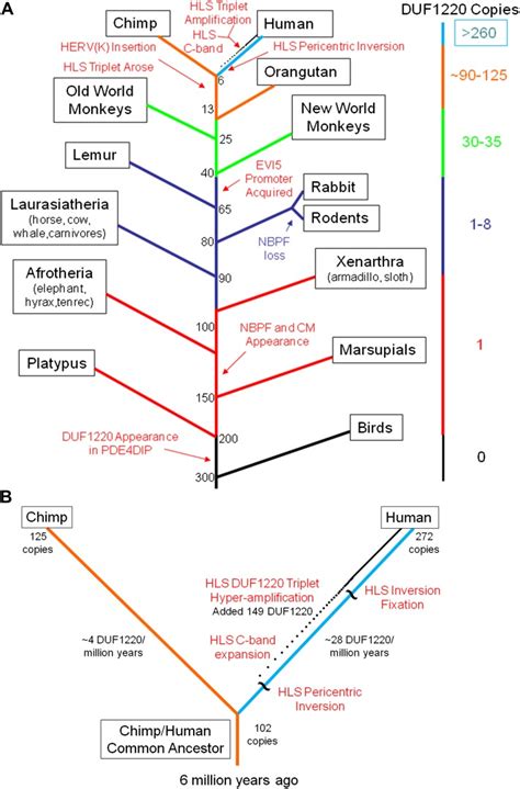 A Phylogenetic Tree Of The Major Events Shaping The Evolution Of The