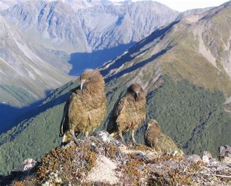 Kea Get A Helping Hand Rnz