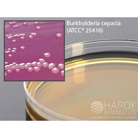 Hardy Diagnostic G48 Dry Culture Media Pc Agar Plate 100 Day Shelf