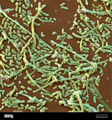 Bacterias Streptomyces Color An Lisis Micrograf A De Electrones Sem