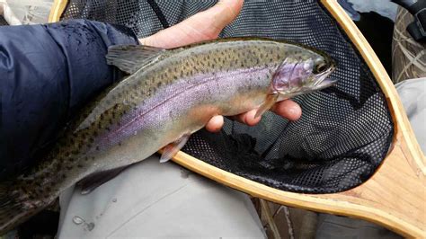 Helicopter Rainbow Trout Fly Fishing BC Fishing Reports Pemberton