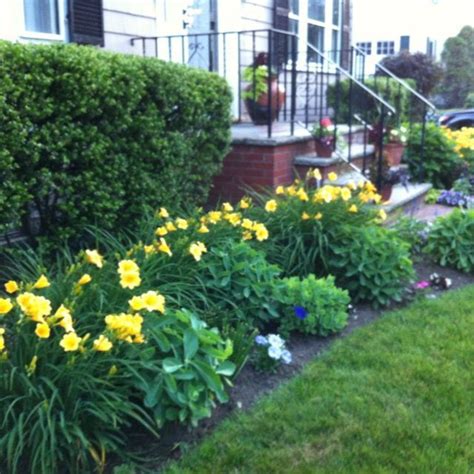 Gardens Ideas Zastosowania Liliowców Yellow Daylily Landscapes Ideas