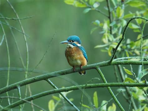 Whisby Lincolnshire Wildlife Trust