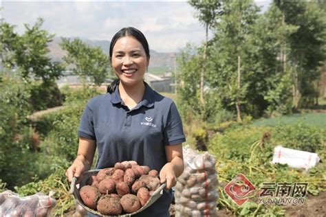 雲南會澤：「粉嘟嘟」的小土豆熱賣全國 每日頭條