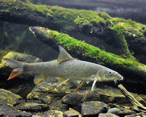 Barbus barbus Common Barbel Parma obecná Barbe Barbeau commun ...