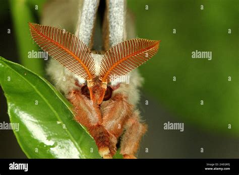 Emperor Gum Moth Opodiphthera Eucalypti Emerging From Cocoon Stock