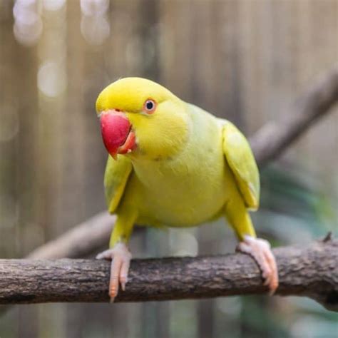 How Are Indian Ringneck Parrots As Pets Windy City Parrot