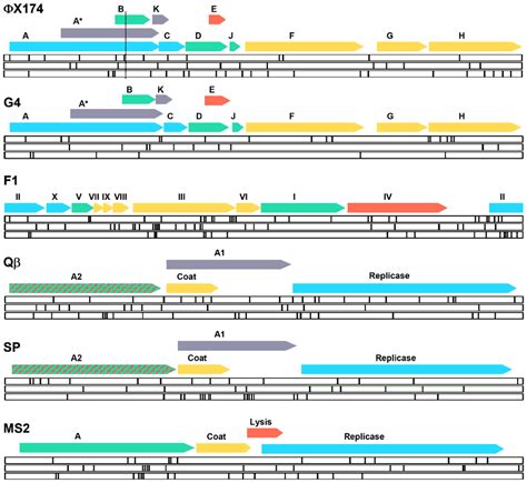 Genome structure of phages ΦX174 G4 F1 Qβ SP and MS2 and location