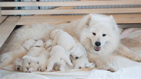 Samojed Co Kryje W Sobie Ta Sympatyczna Rasa Nasze Psypl