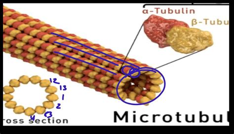 Cytoskeleton Definition Types Structure And Functions