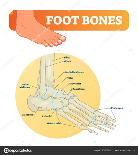 Lateral Right Foot Anatomy | ppgbbe.intranet.biologia.ufrj.br