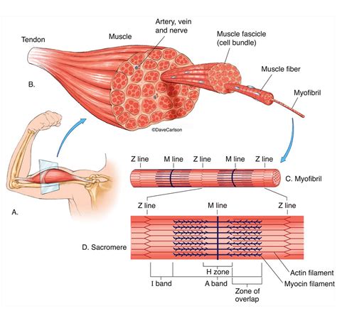 Pin on Histología