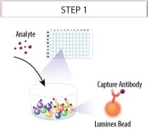 Luminex Assay Principle R D Systems