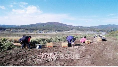 예산 덕산면 주민자치위 사랑의 고구마 전달