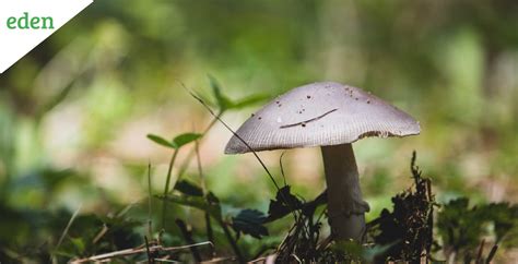 Mushrooms In Yard Causes And Removal Eden Lawn Care And Snow Removal