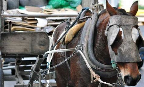 Juntan Firmas Para Erradicar Los Carros Tirados Por Caballos En La