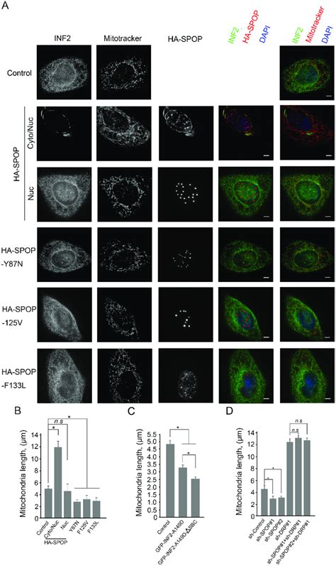 Wild Type Spop Increases And The Prostate Cancer Associated Spop