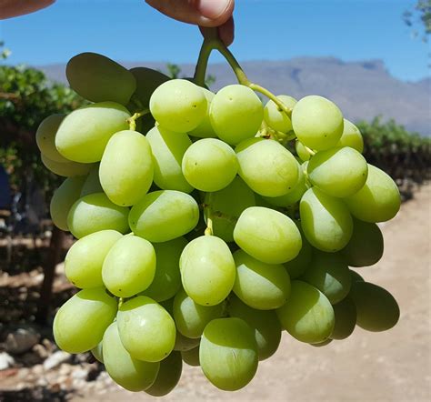 Sweet Globe® Green Seedless Grapes 1kg — Momobud