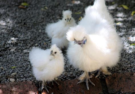 What Chicken Breeds Make the Best Mothers? - Murray McMurray Hatchery Blog