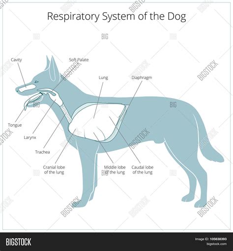 Respiratory System Vector And Photo Free Trial Bigstock