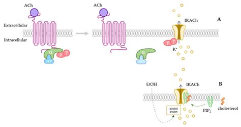 Membranes Free Full Text The Relevance Of GIRK Channels In Heart