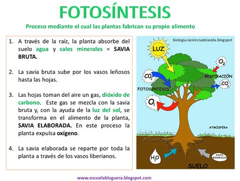 Escuela Bloguera Fotosíntesisrespiración De Las Plantas La Fotosintesis Para Niños