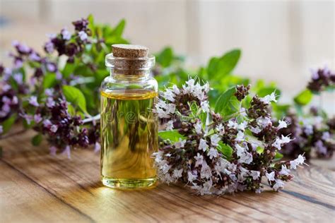 A Bottle Of Oregano Essential Oil With Blooming Oregano Stock Photo