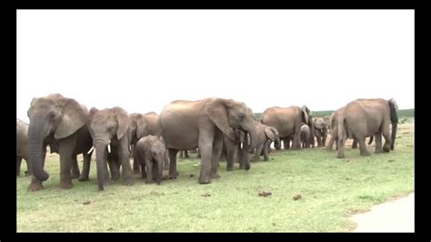 Elephants Playing In Mud And Water Chapter A Day With Nandu Class