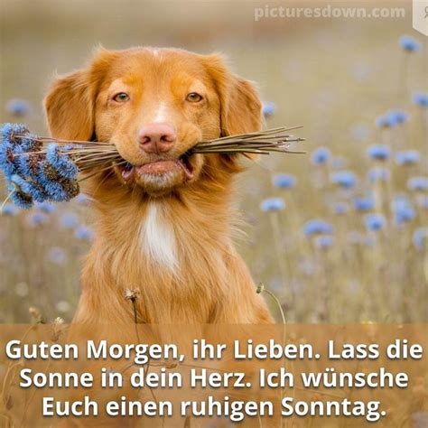 Guten morgen sonntag bild Hund und Blumenstrauß kostenlos