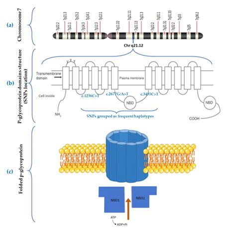 Chromosome 7 Abcb1 Haplotype Location And P Gp Structure A Download Scientific Diagram