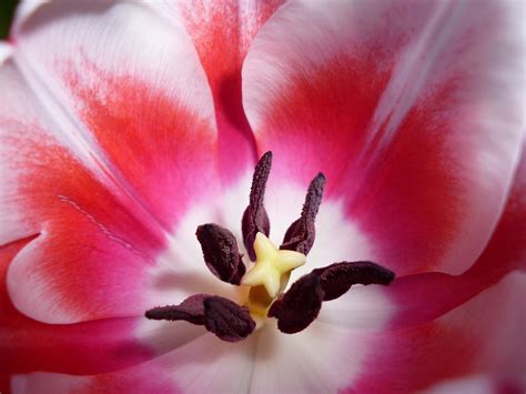 Introduzir 64 Imagem Flor Tulipa Rosa Br Thptnganamst Edu Vn