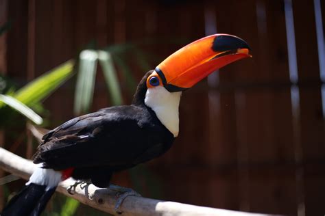 Toucan - Avian Behavior International