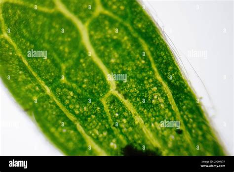 Grass Under Microscope Hi Res Stock Photography And Images Alamy