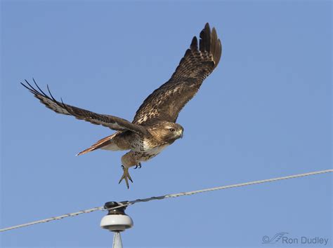 Red Tailed Hawk Hunting Voles Feathered Photography