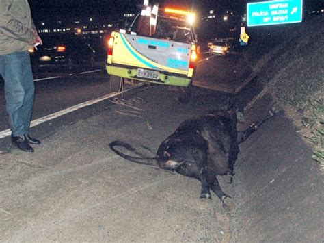 G Vaca Provoca Acidente Na Rodovia Ronan Rocha Em Franca Sp