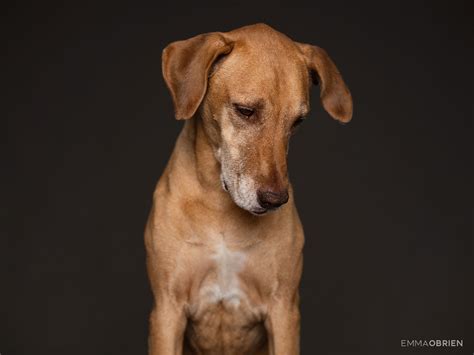 Studio Dog Portrait Photography Centurion Gauteng Dog