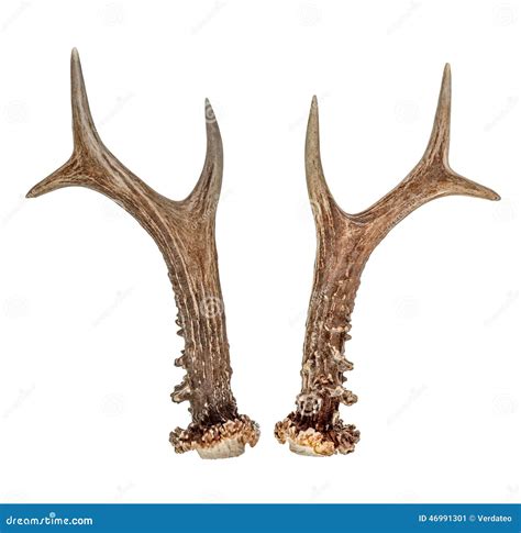 Roe deer antlers on white stock image. Image of horn - 46991301