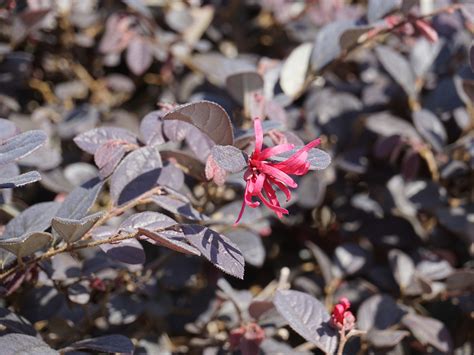 Loropetalum Chinensis Rubrum Pacific Nurseries